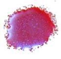 Cosmic Shimmer Embossing Powder Blue Raspberry 20ml